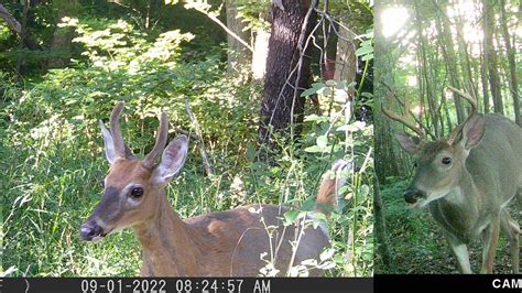 Seasons For Deer Bear And Small Game In Pennsylvania