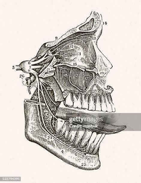 160 Human Facial Nerves Stock Photos High Res Pictures And Images