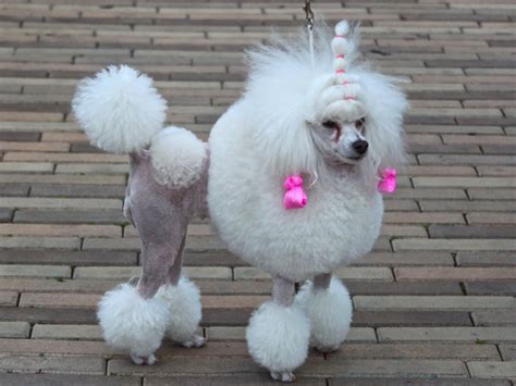 Creative haircuts for dogs: 25 photos - Pictolic