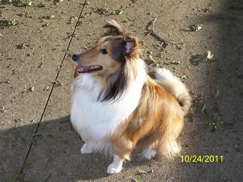 Sheltie | Sheltie dogs, Pet dogs, Dog life