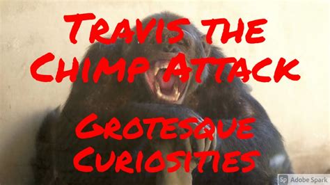 Travis The Chimp Attack Grotesque Curiosities Youtube