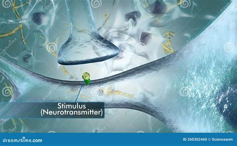 A Neuron Has Three Main Parts: Dendrites, an Axon, and a Cell Body or Soma Stock Illustration ...