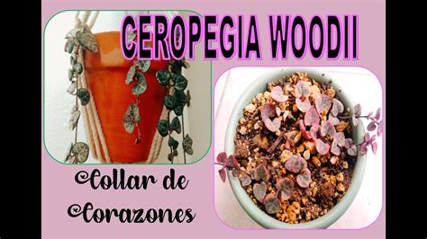 Ceropegia Woodii Collar De Corazones El Jard N De Aby Youtube