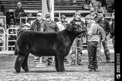 Congratulations To Andrew Hodges Ks On Exhibiting The Grand Champion