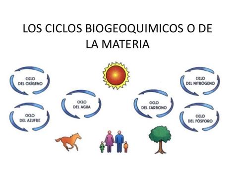 Los Ciclos Biogeoquimicos O De La Materia