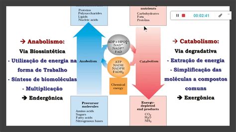 Catabolismo X Anabolismo Ii Youtube