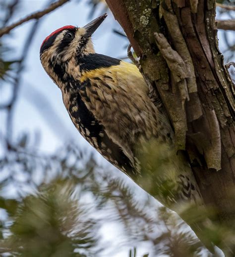 Everything You Need To Know About Woodpeckers In Michigan