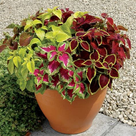 Buntnessel Samen Coleus Rainbow Mix Preis