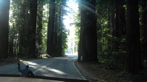 THE ROAD TAKEN : Avenue of the Giants: Humboldt Redwoods State Park Auto Tour