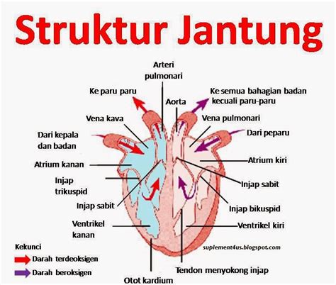 Tanda Awal Sakit Jantung Koronari - Key Coordinator Shaklee & Pengedar ...