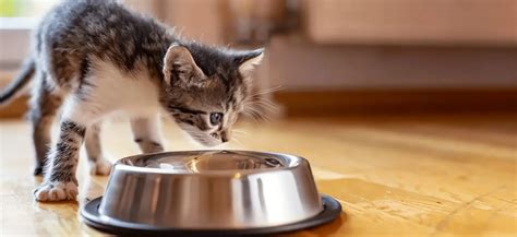 Cómo Alimentar a tu Gato Tipos de Alimentos para Gatos