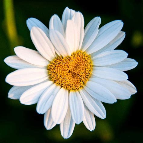 Pin On Delicadezas Flower Sunflowers And Daisies Flower Photos