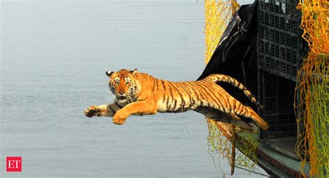 Tiger conservation - Sundarban tigers come out to play during lockdown | The Economic Times