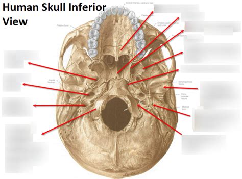 Inferior View Of Skull Diagram Quizlet