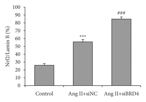 Sibrd4 Suppresses Ang Ii Induced Oxidative Stress In H9c2 Cells By