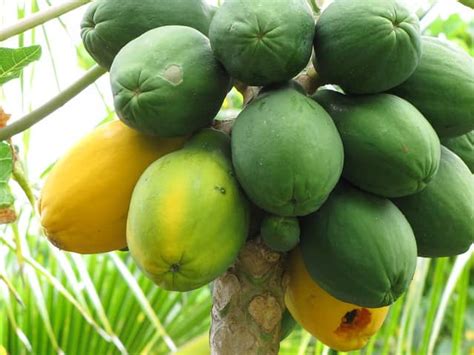 Cu Nto Tiempo Tarda Un Rbol De Papaya En Dar Frutos Nucleo Jardin