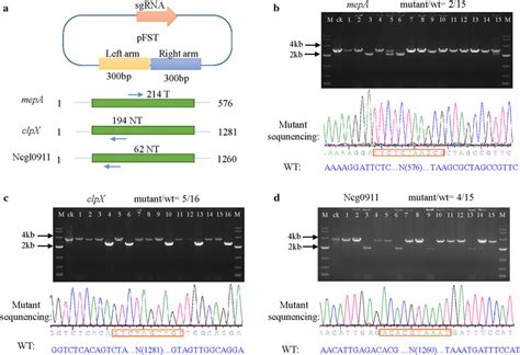 Genome Editing Mediated By Crisprcas9 In C Glutamicum Atcc 13032 A