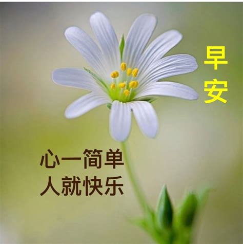 Pin By Francesca Goh On Chinese Quote Chinese Quotes Plants Quotes