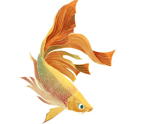 Goldfish Big Fish Goldfish Big Fish Fish Png Transparent Clipart