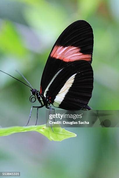 Passion Flower Butterfly Photos and Premium High Res Pictures - Getty Images