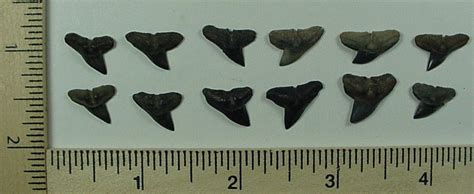 12 - Fossilized Smooth Hammerhead Shark Teeth from South Florida ...