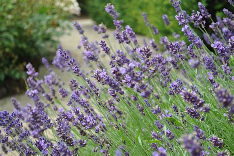 Lavandula Angustifolia Hidcote Zeelandplant