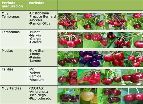 Bm ¿cereza O Picota Claves Para Diferenciar Las Variedades De Este Fruto