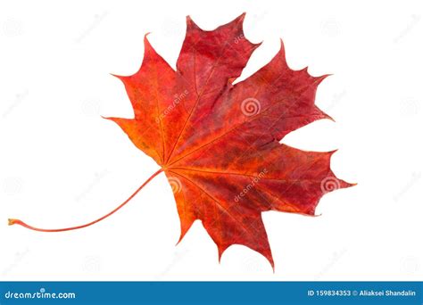 Red Maple Leaf Isolated On White Background Stock Image Image Of Leaf