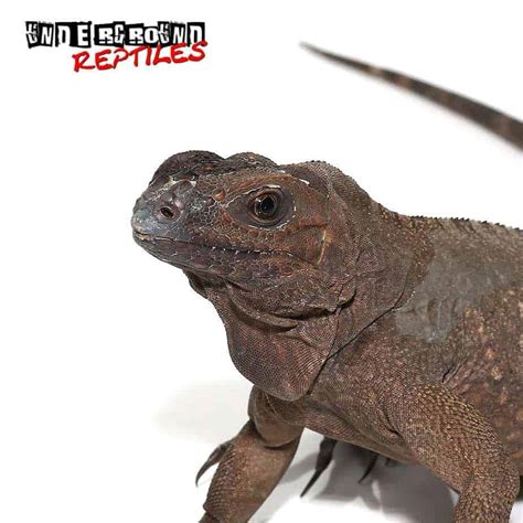 Rhino Iguanas For Sale - Underground Reptiles