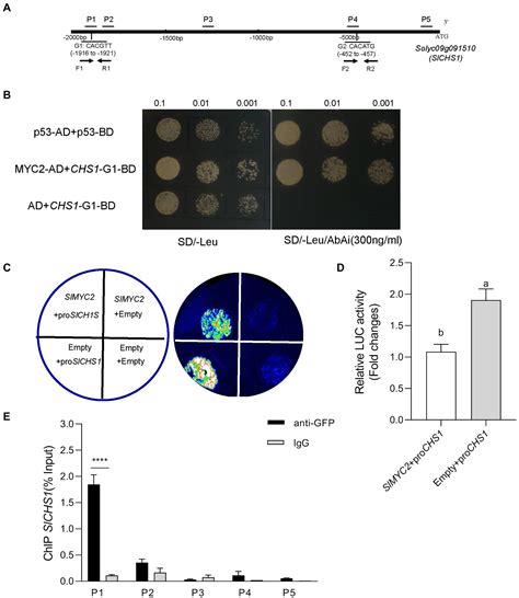 Frontiers Slmyc Mediates Stomatal Movement In Response To Drought