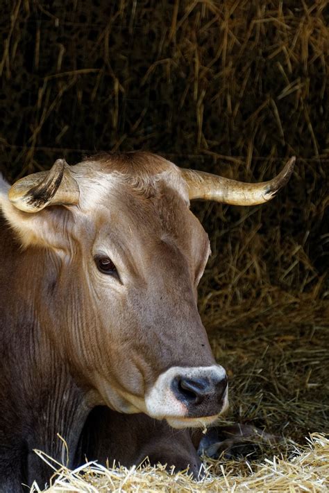 Karv Gyv Nas Gyvuliai Atrajotojas Paarhufer Nemokamos Nuotraukos