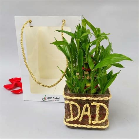 Lucky Bamboo Plant Dad Dp Saini Florist