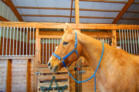 Horse Barns; Horse Barns Near Me | Pasture Leasing & Horseback Riding ...