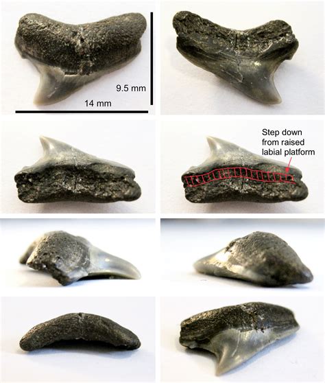 Isurus retroflexus posterior tooth? - Fossil ID - The Fossil Forum