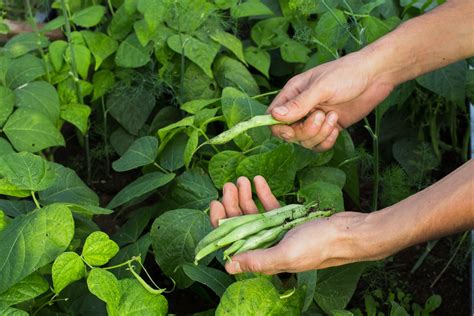 The Rich Mountaineer Half Runner Beans Minneopa Orchards