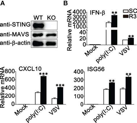 Frontiers Negative Regulation Of RNF90 On RNA Virus Triggered