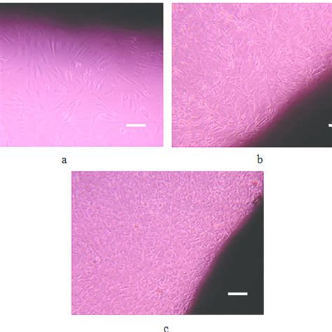 Optical Micrographs Of Cells After 1 D A 7 D B And 14 D C Of