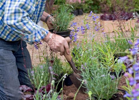 Lavendel Planten Zo Pak Je Dat Aan Gardeners World