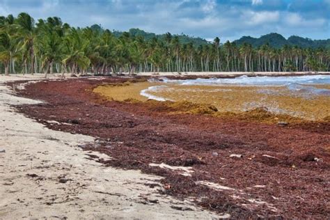 Día Mundial De Los Pastos Marinos 2023