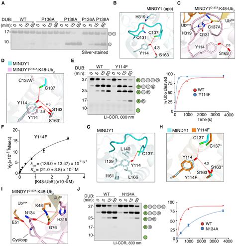 Pdf Mechanism Of Activation And Regulation Of Deubiquitinase Activity