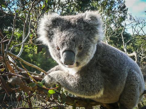 Australian scientists successfully map koala genome | CNN