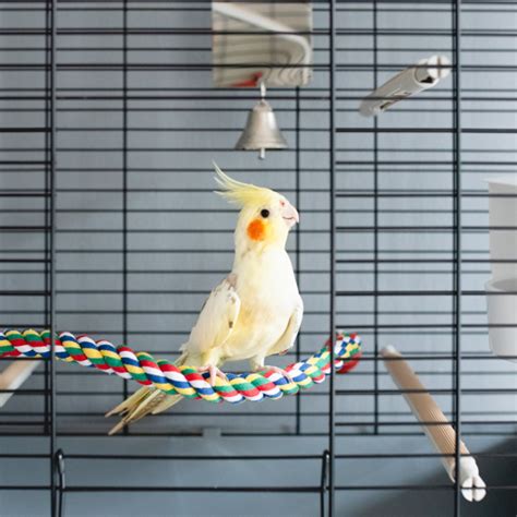 Cage for Cockatiel - Petshala