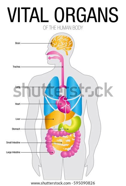 Vital Organ: Over 3,329 Royalty-Free Licensable Stock Vectors & Vector Art | Shutterstock