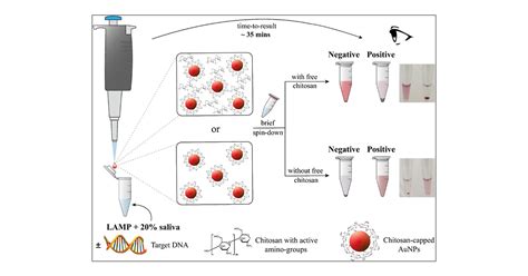 Naked Eye Detection Of Lamp Produced Nucleic Acids In Saliva Using