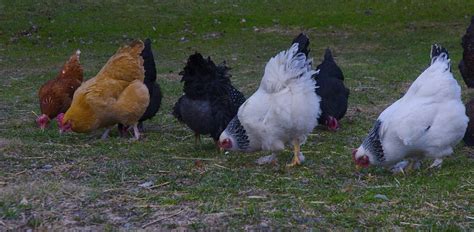 What Are The Best Breeds Of Meat Chickens Hello Homestead