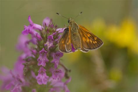 sylvaine François Reitz Flickr