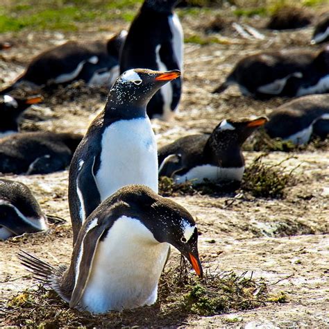 penguins nature wildlife  photo  pixabay