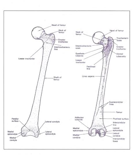 Figure 11 From The Morphology Of The Knee Joint In Homo Sapiens A