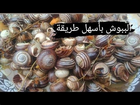 الببوش أو الحلزون بطريقة مغربية ساهلة و بنينة YouTube