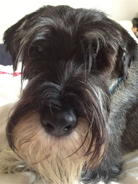 Alfie My Standard Schnauzer Looks Just Like My Razzy They Could